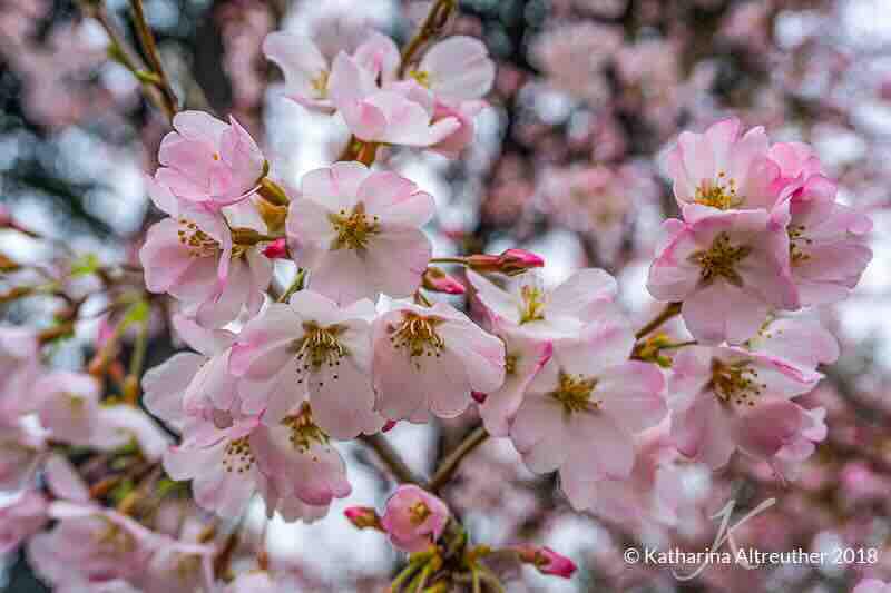 Hanami – Alles rund um die japanische Kirschblüte