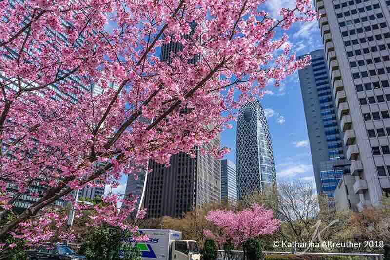 Hanami – Alles rund um die japanische Kirschblüte